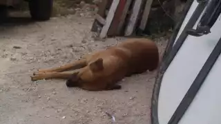 Los afectados exhortaron a los demás colonos del sector Santa Rita a que resguarden bien a sus mascotas ante la reciente escalada de maltrato