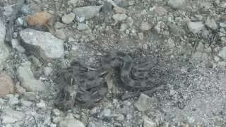 La boa medía aproximadamente metro y medio