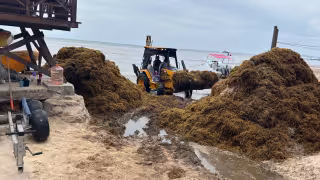 Lancheros de Playa del Carmen cumplen cuatro meses sin ingresos por el sargazo