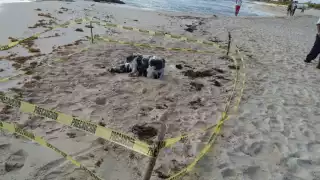 Fue la Guardia Nacional la que aseguró el costal con la droga que recaló en uno de los arenales de Playa del Carmen