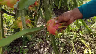 Precio de la pitahaya se 'desploma' en Carrillo Puerto; la caja se vende hasta en 150 pesos