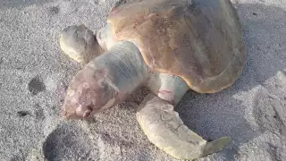 Al lugar no acudió ninguna institución que proteja estas especies