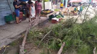 Por fortuna, la caída de las ramas no logró lastimar a nadie, pero sí se llevaron el susto varios transeúntes que estuvieron a punto de resultar con golpes. Foto: Rafael Jiménez