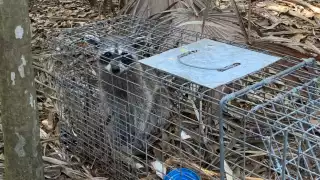 El área natural protegida Laguna Colombia es un sitio prioritario para los ciclos biológicos de fauna y flora silvestre