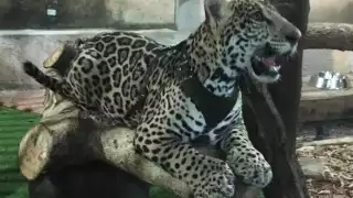 Una de las especies silvestres que estaban dentro de Animalandia en Playa del Carmen son cachorros de jaguar y tigre