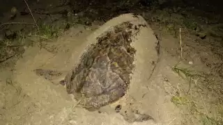 Por sexta ocasión, arriba tortuga carey al Campo Tortuguero 'San Lorenzo' en Campeche