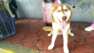 La familia tuvo que pagar por el traslado de Bailey mil pesos extras a la cantidad de sus boletos