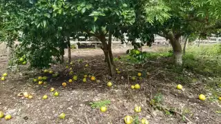 Las aves no tienen nada qué comer y pican la fruta, afirman los productores