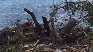 Diez detenidos por tala ilegal de mangle en Cancún