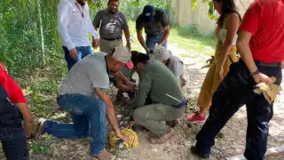 El cocodrilo fue llevado a una zona no revelada de Chetumal para ser liberado tras su rescate, para evitar su caza furtiva