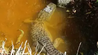 El ejemplar fue observado en el tramo que va hacia la cabecera