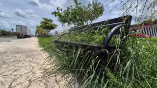 Maleza cubre bancas y arriates en malecón de Champotón; vecinos exigen limpieza