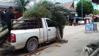 Los árboles que murieron fueron sustituidos por Palmas Kuka y otras especies endémicas de Quintana Roo