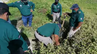 La dueña del predio podría ser sancionada por la Semarnat