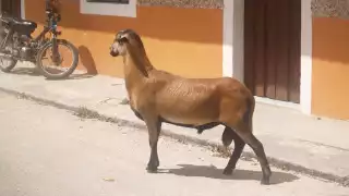 'Floyd' se escapa por la barda de la vivienda y recorre las calles de Sinanché sin causar daños, aseguran