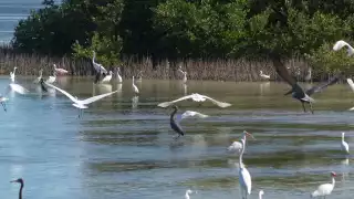 En la ciénega de Chabihau llegaron garzas, patos, pelícanos y flamencos
