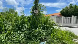 Peligro vial en Champotón: Señaléticas caídas y cubiertas de maleza ponen en riesgo a conductores