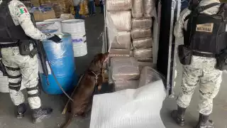 Guardia Nacional decomisa 200 kilos de marihuana en Nuevo León