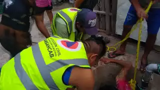 Personal de Protección Civil rescató a la perrita