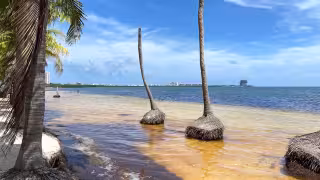Erosión derriba palmeras mientras recuperación de playas en Quintana Roo espera hasta 2027
