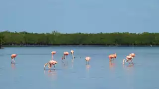 Isla Cerritos o Isla Maya se encuentran en San Felipe
