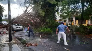 Permanecen en el hospital sólo dos  hombres a los que les cayó un árbol