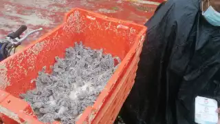 Al menos 11 elementos de apoyo, consiguieron recolectar 130 crías de tortugas marinas