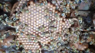 Abejas meliponas: Mujeres mayas utilizan 'sanación' para su conservación