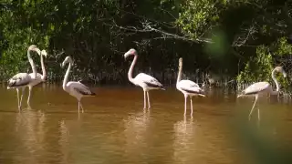 Durante la mañana los emplumados se mantienen en una ría que está a un costado de la carretera que desemboca en Sinanché, en donde los turistas se detienen