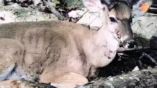 El zoológico es señalado por la desatención a sus más de 500 animalitos