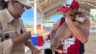 Continúa vacunación antirrábica gratuita para mascotas en Campeche; puntos y horarios este jueves