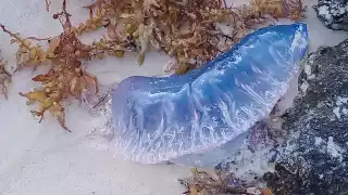 Protección Civil lanza advertencia por presencia de agua mala en playas de Tulum