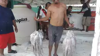 Podrán pescar pulpo durante todo diciembre en Yucatán