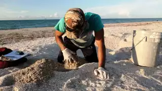 La Asociación Ecológica “Laguna de Términos, Delfines, AC” hace un llamado a proteger la especie. Foto: Fernando Kantún