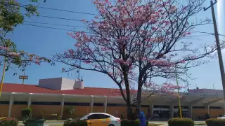 Los árboles de la especie maculis ya florecen