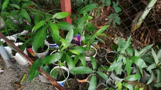 FOTO: Irene Barradas