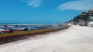 Las playas se 'tiñen' de un color marrón por el sargazo