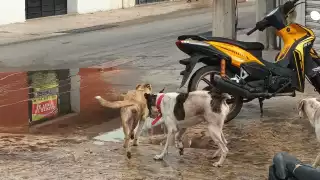 Algunos canes tiene collar, lo que significa que fueron abandonados por sus dueños
