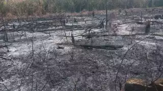 Cerca de 40 brigadistas combaten con el incendio entre Campeche y Quintana Roo