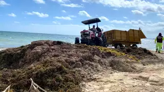 Arribo anticipado de sargazo: Detectan más de 8 mil toneladas en el Caribe Mexicano