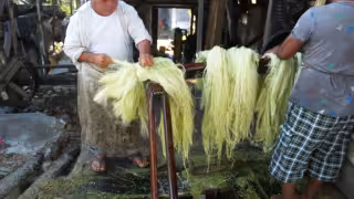 El propietario del sitio maneja una plantación de 40 hectáreas de oro verde; el día de la rapa se ocupan 29 mil hojas y se necesitan 160 mil mensualmente