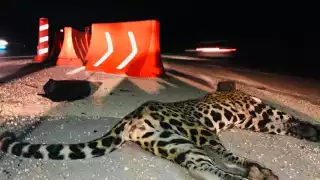 Piden instalar pasos de fauna para proteger a los jaguares de Quintana Roo