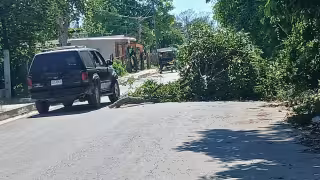 Árbol caído lleva 3 días bloqueando calle en Escárcega; vecinos temen accidente