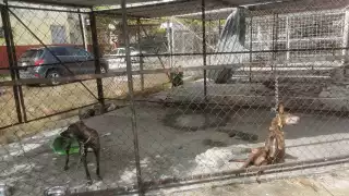 La cadena del perro había quedado muy corta, lo que ocasionó que el perro quedará colgando de ella