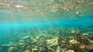 Activistas alertan por el deterioro del arrecife del Caribe Mexicano