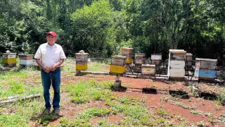Sigue conflicto por tierras en Hopelchén: acusan siembra de soya y operación de cinco apiarios en predio en disputa