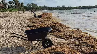 Tan solo el pasado fin de semana en las playas del centro de la ciudad de Solidaridad se ha registrado un recale de más de 80 toneladas de sargazo