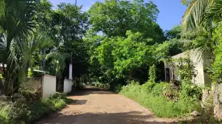 Vecinos temen que el mono araña sea herido por los perros de la comisaría