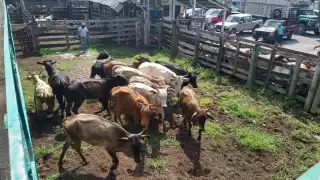 El ternero macho se comercializa hasta en 78 pesos en pie, según indicadores de la Subasta Ganadera de México