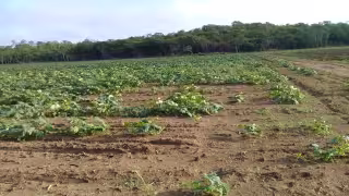 Sequía devasta 450 hectáreas de cultivos en el ejido Rancho Sosa, Hopelchén; deja pérdidas por 5 mdp